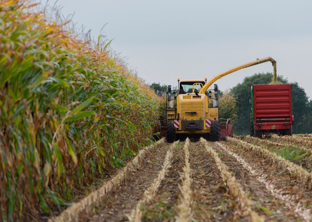 #1. Corn
